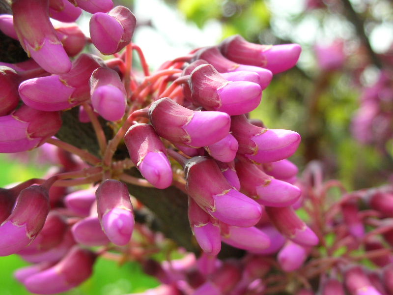 Cercis siliquastrum / Albero di Giuda